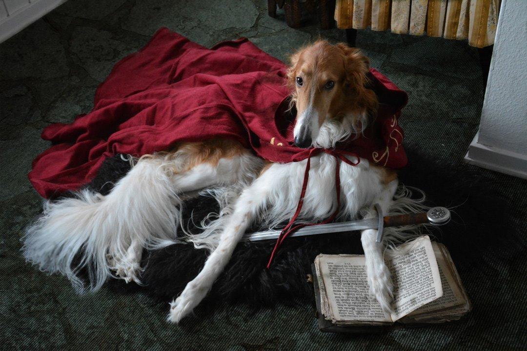 Borzoi - Kashmir 'Wild wind of Russia' billede 8