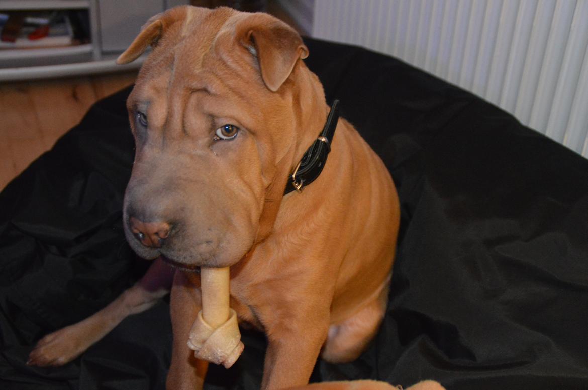 Shar pei Chuck Norris billede 5