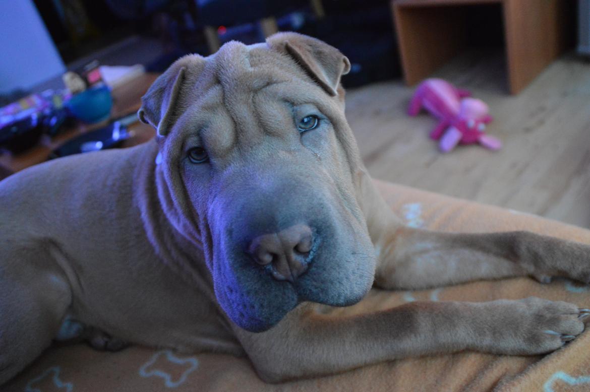 Shar pei Chuck Norris billede 7
