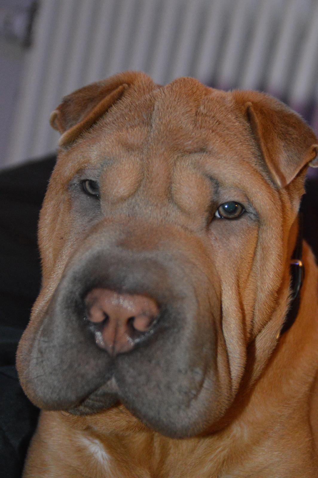 Shar pei Chuck Norris billede 14