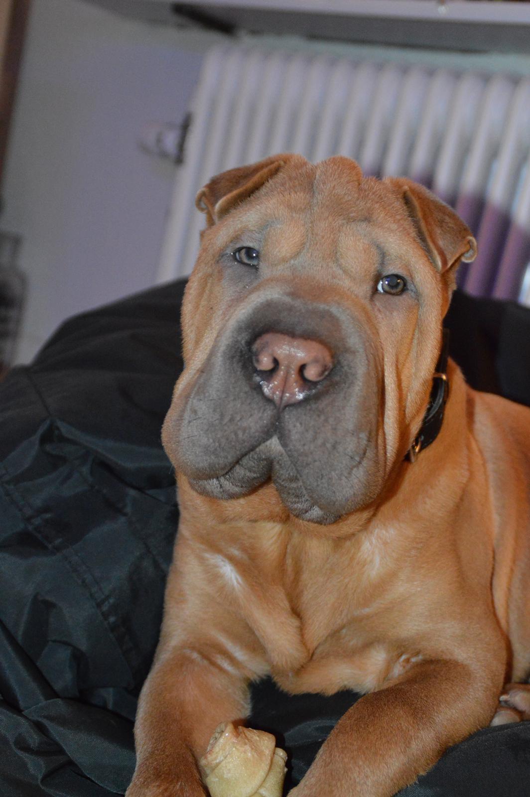 Shar pei Chuck Norris billede 15