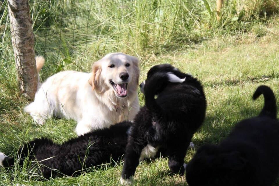 Blanding af racer Chilla  billede 1