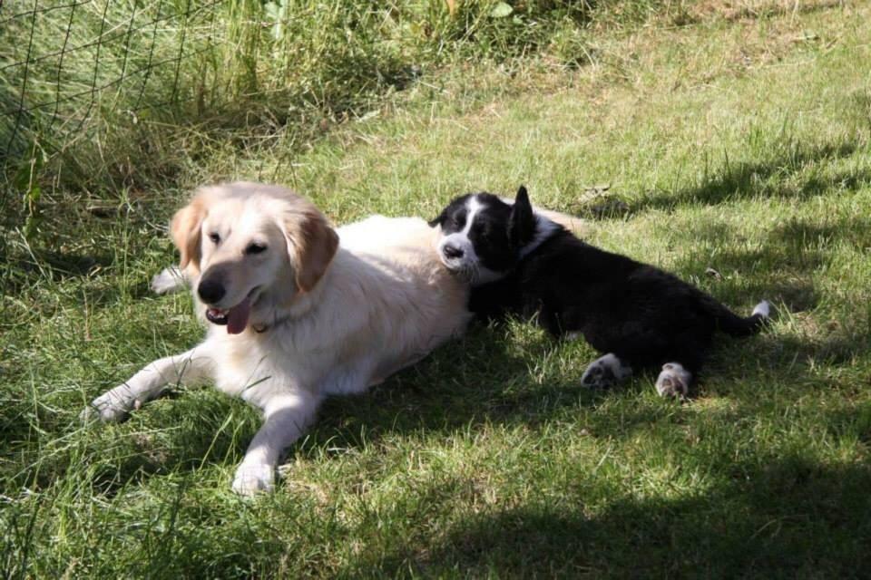 Blanding af racer Chilla  billede 2