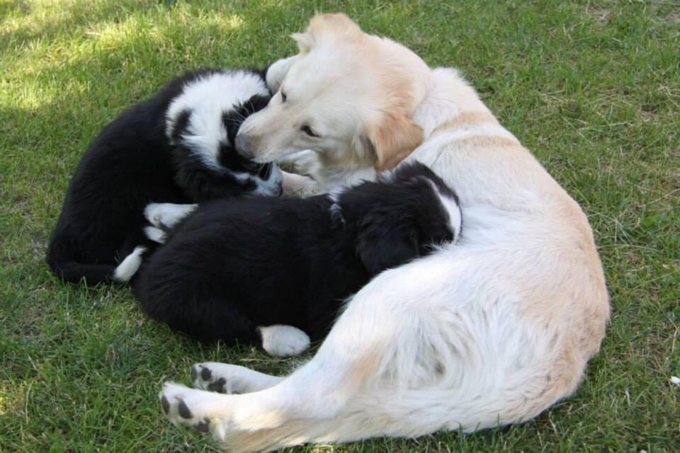 Blanding af racer Chilla  billede 3