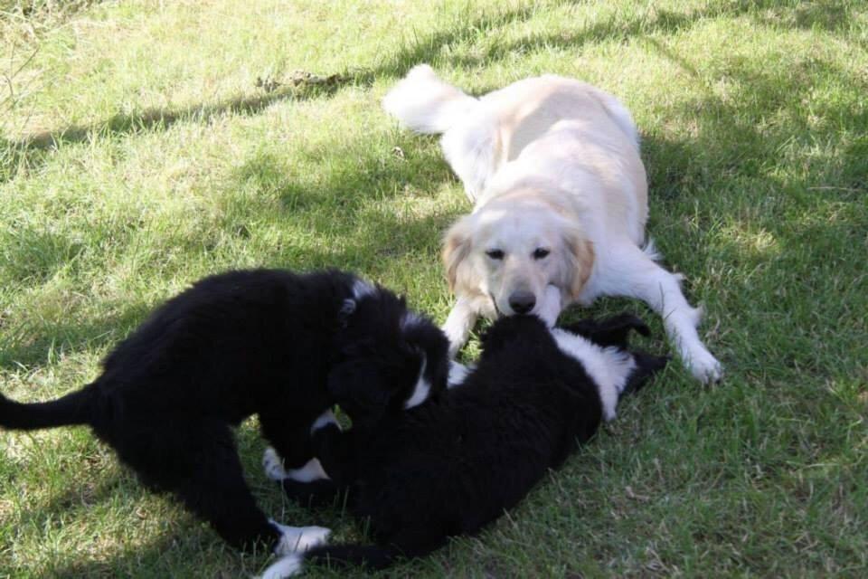 Blanding af racer Chilla  billede 4