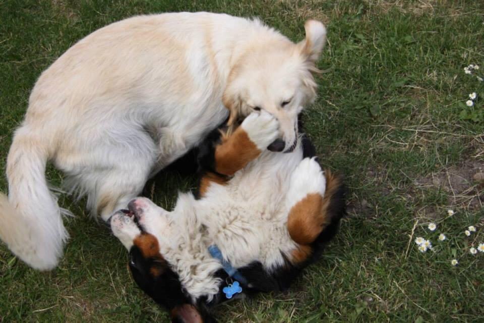 Blanding af racer Chilla  billede 5