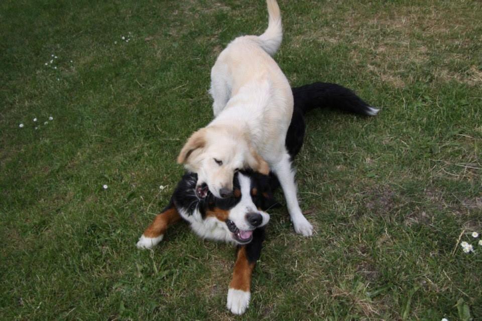 Blanding af racer Chilla  billede 6