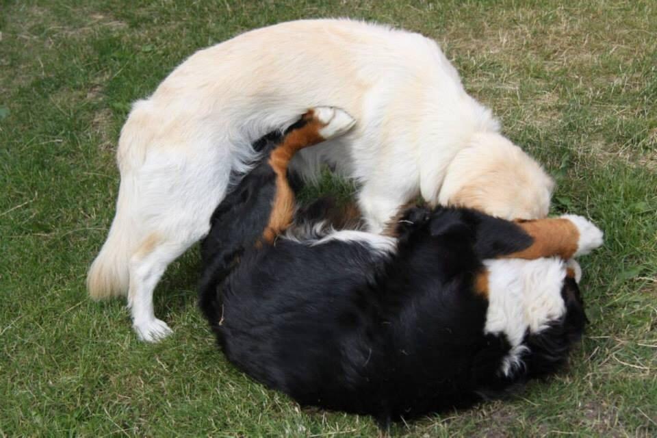 Blanding af racer Chilla  billede 7