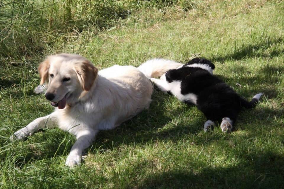 Blanding af racer Chilla  billede 8