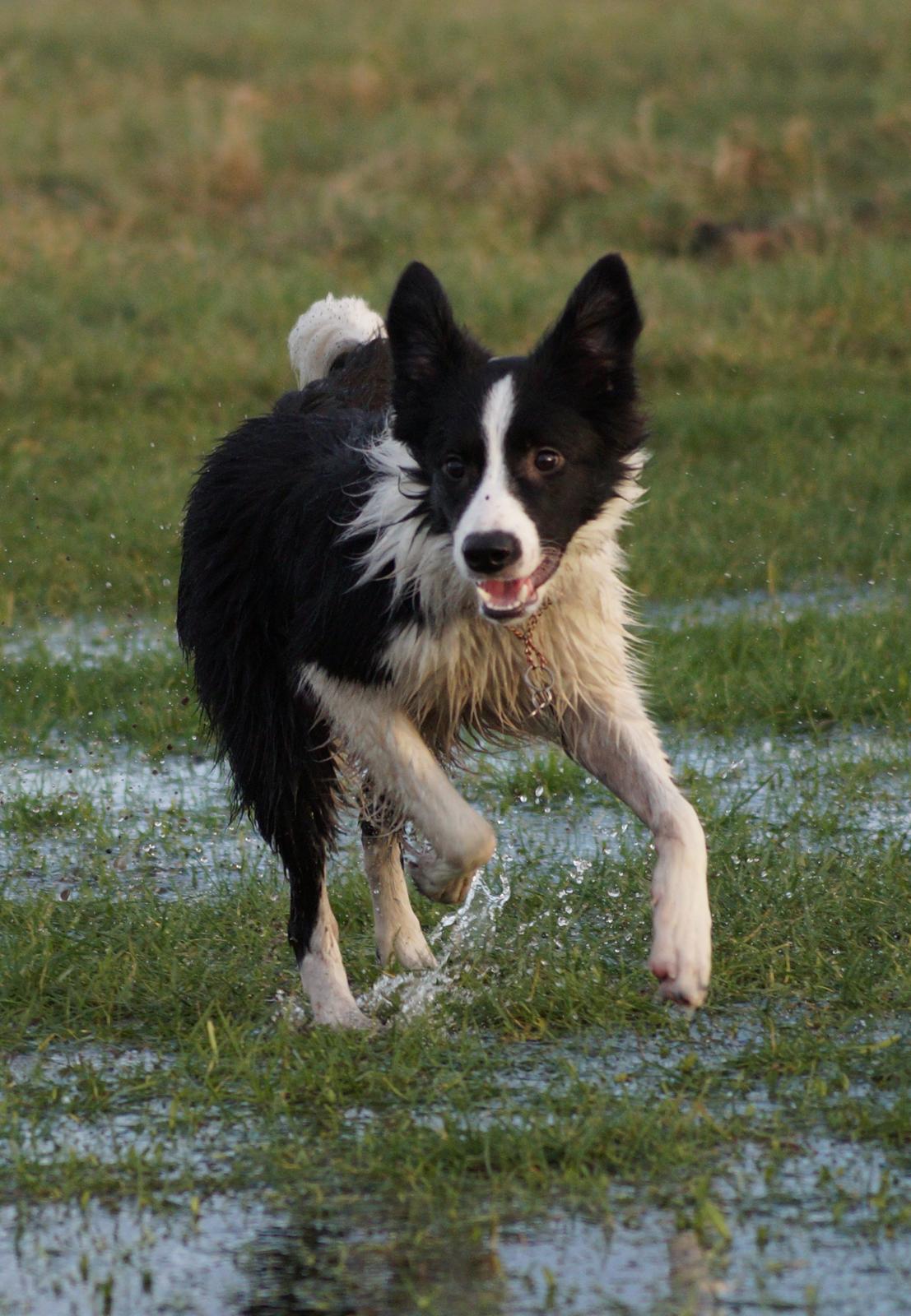 Border collie Caleb billede 18