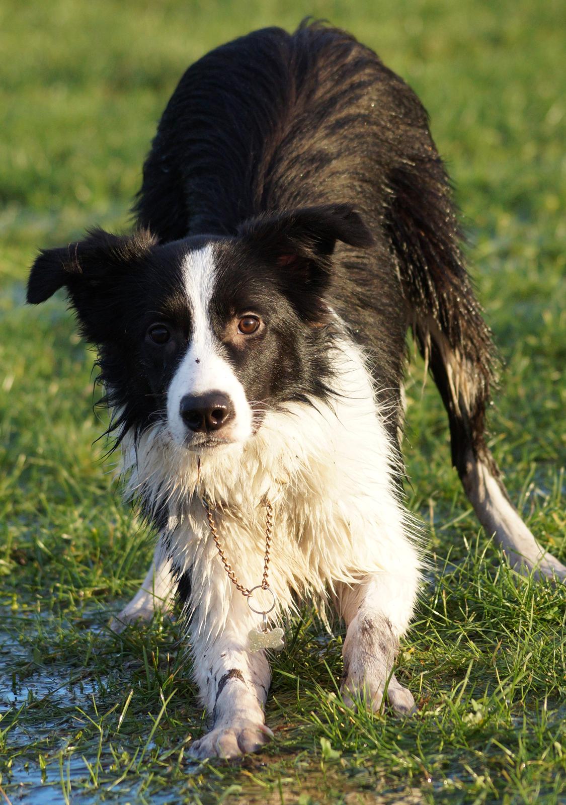 Border collie Caleb billede 20