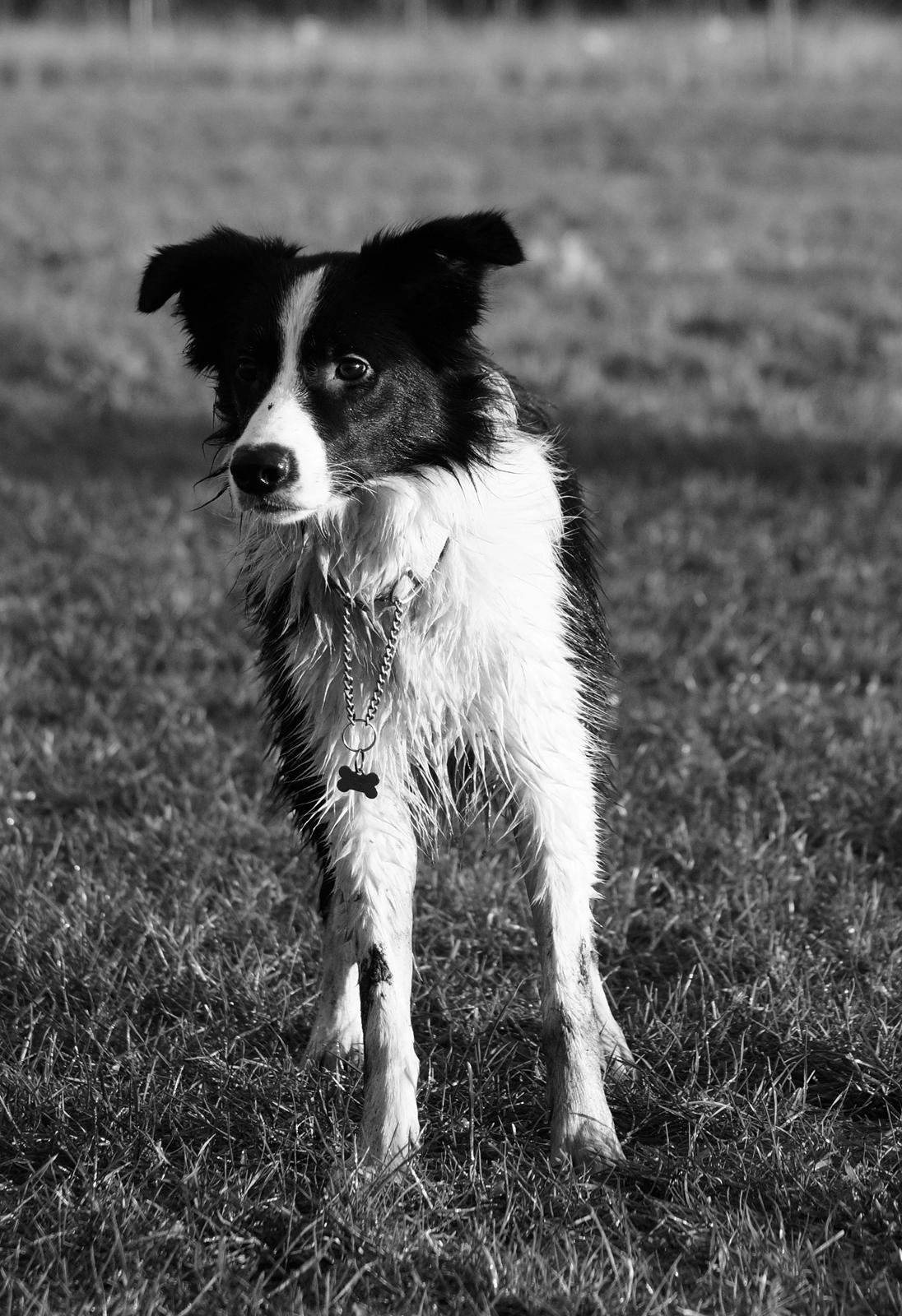 Border collie Caleb billede 21