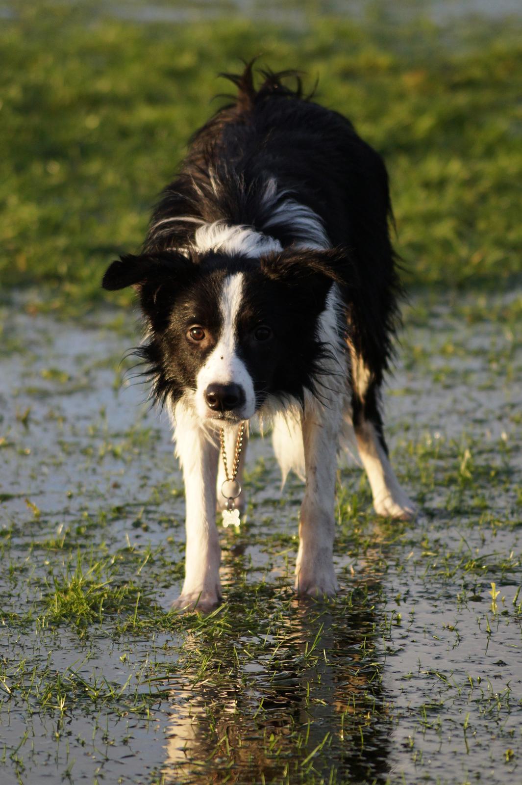 Border collie Caleb billede 22