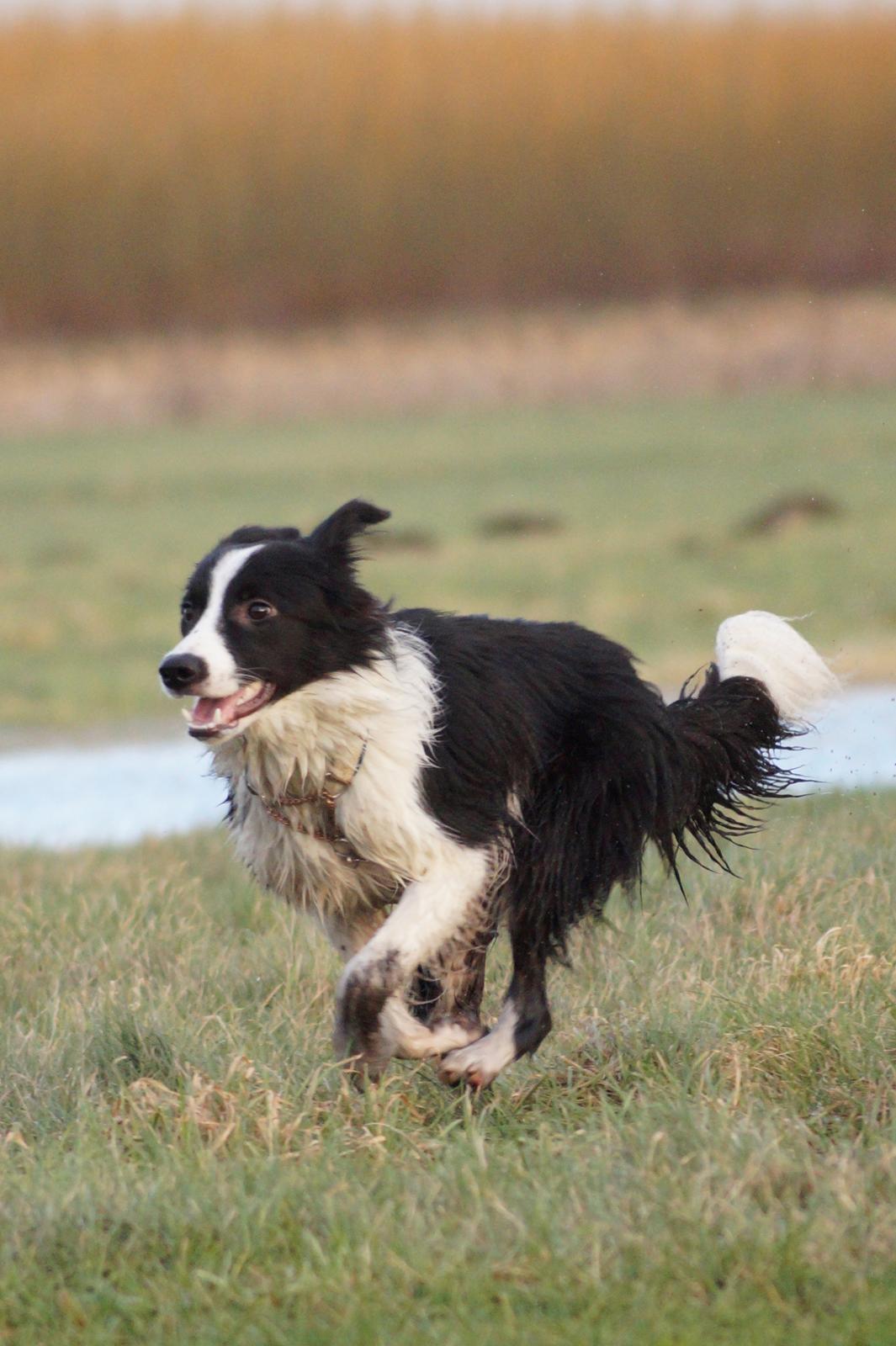 Border collie Caleb billede 19