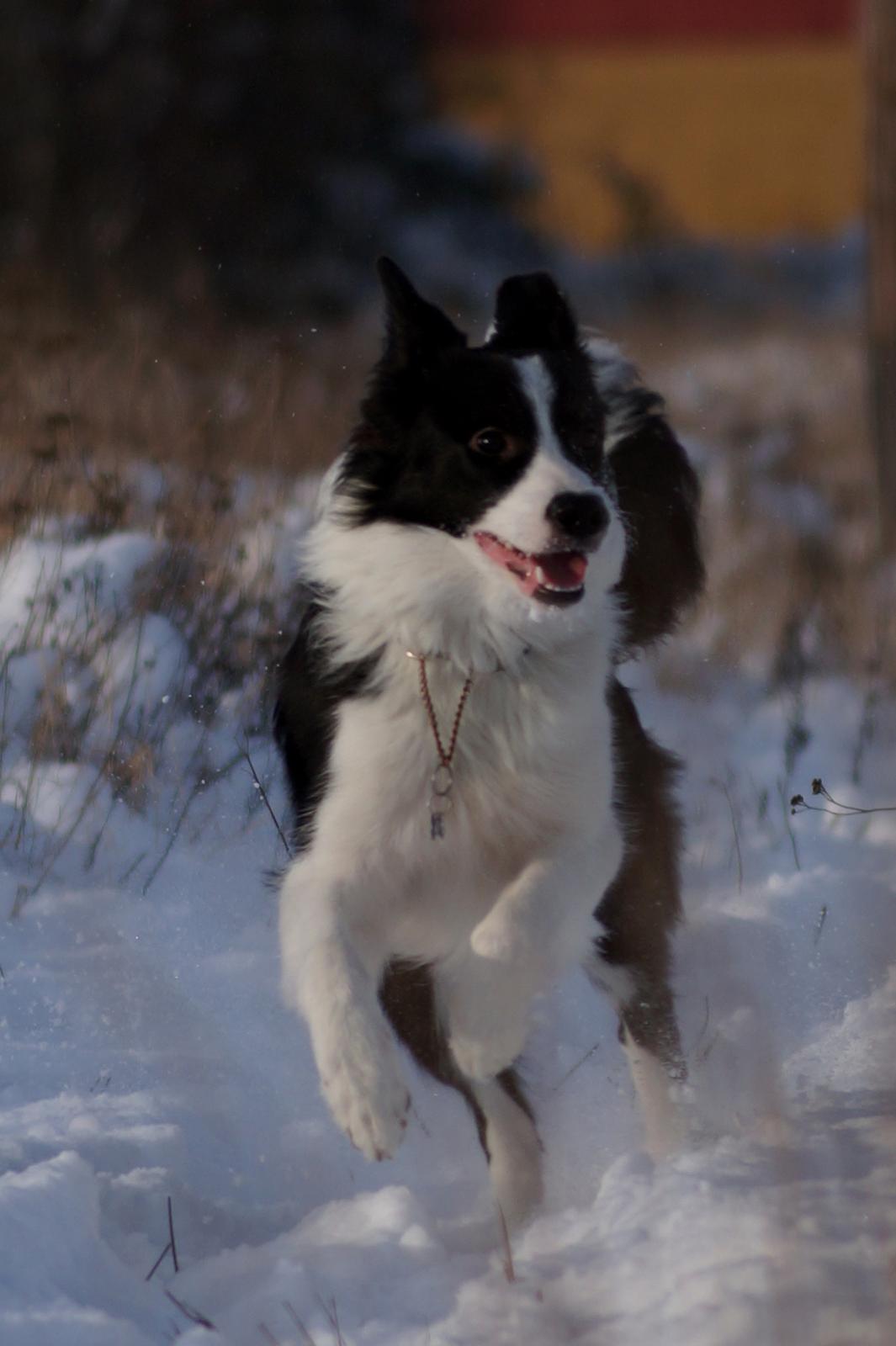 Border collie Caleb billede 23