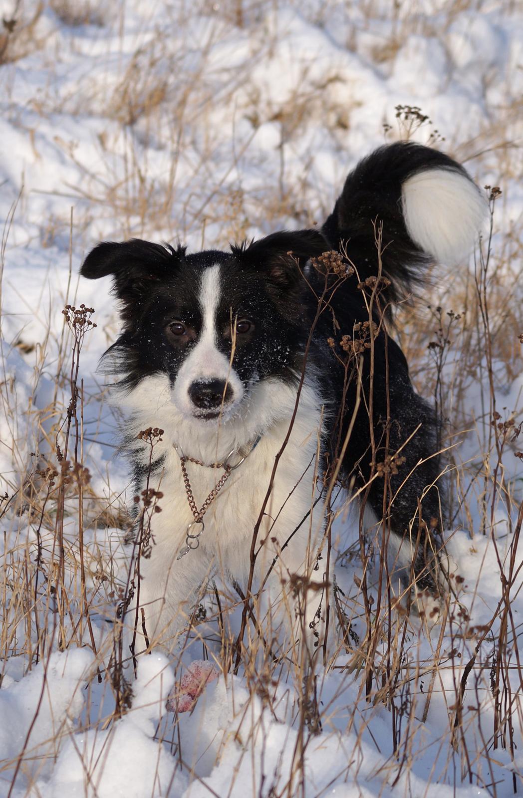 Border collie Caleb billede 25