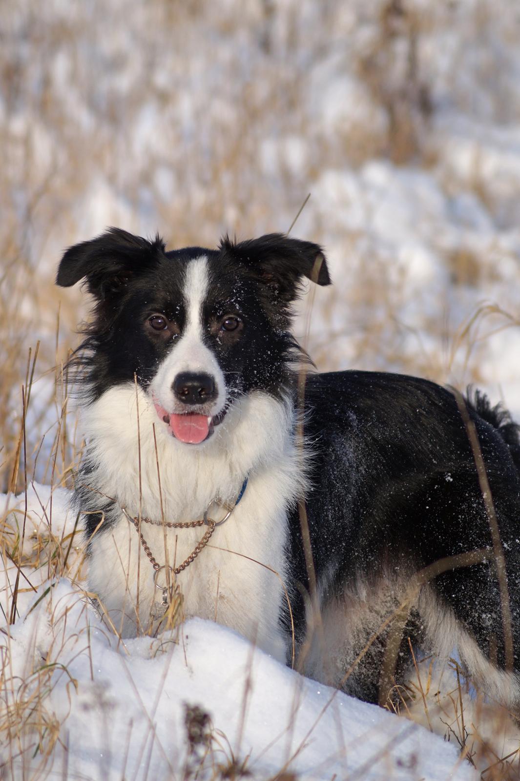 Border collie Caleb billede 24