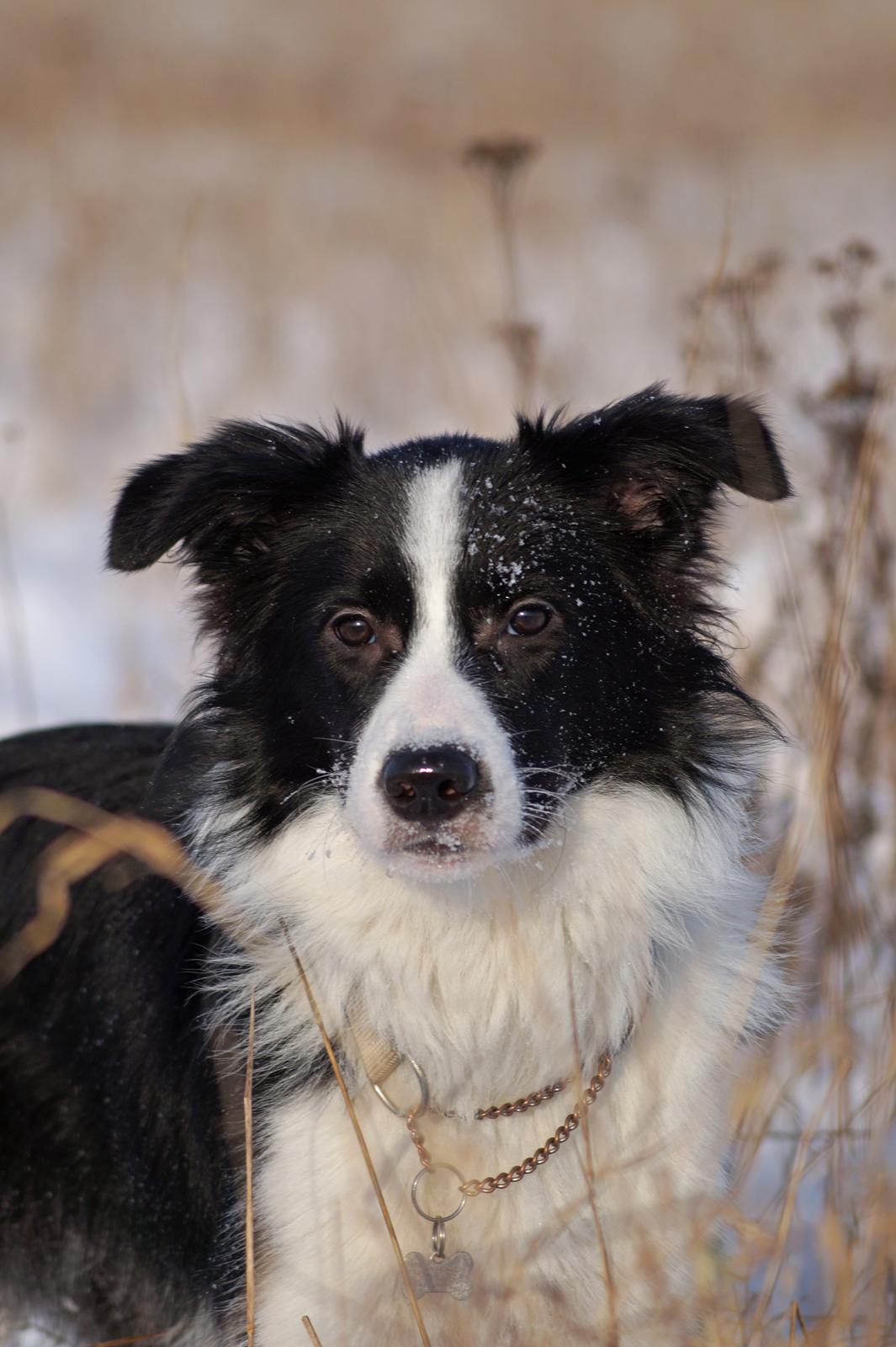 Border collie Caleb billede 1