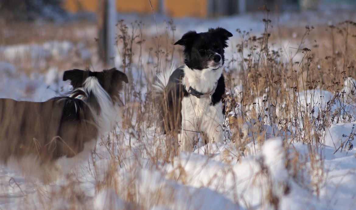 Border collie RBM RØM HTMF FS3 NW1 Danielssons Skyline Cassi billede 15