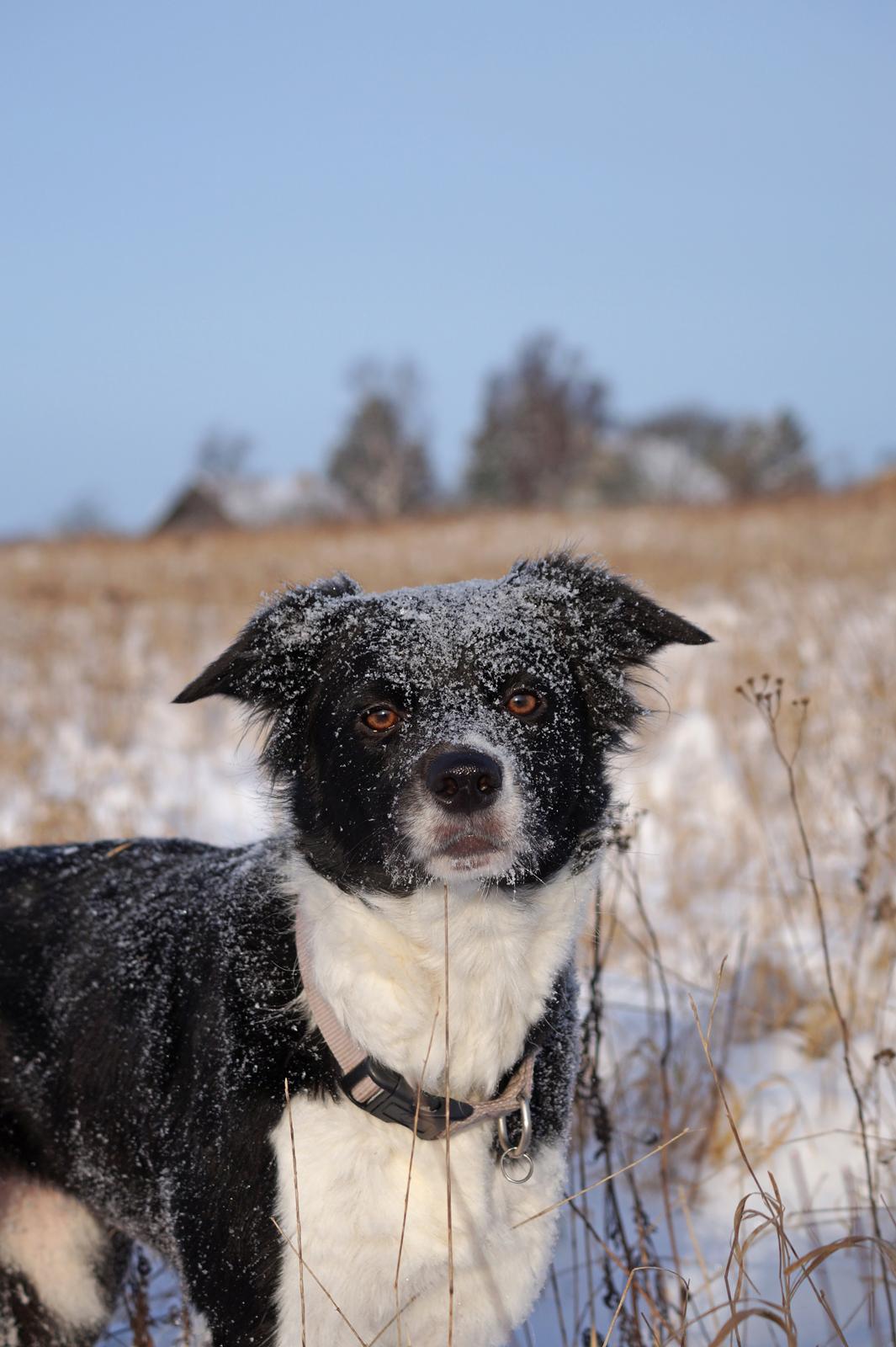 Border collie RBM RØM HTMF FS3 NW1 Danielssons Skyline Cassi billede 16