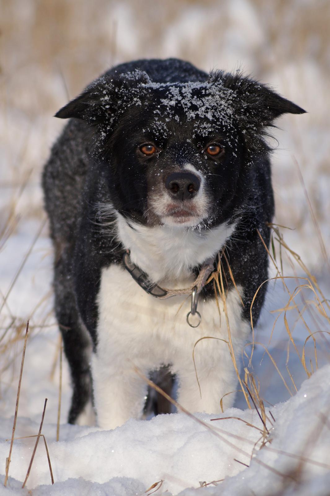 Border collie RBM RØM HTMF FS3 NW1 Danielssons Skyline Cassi billede 17