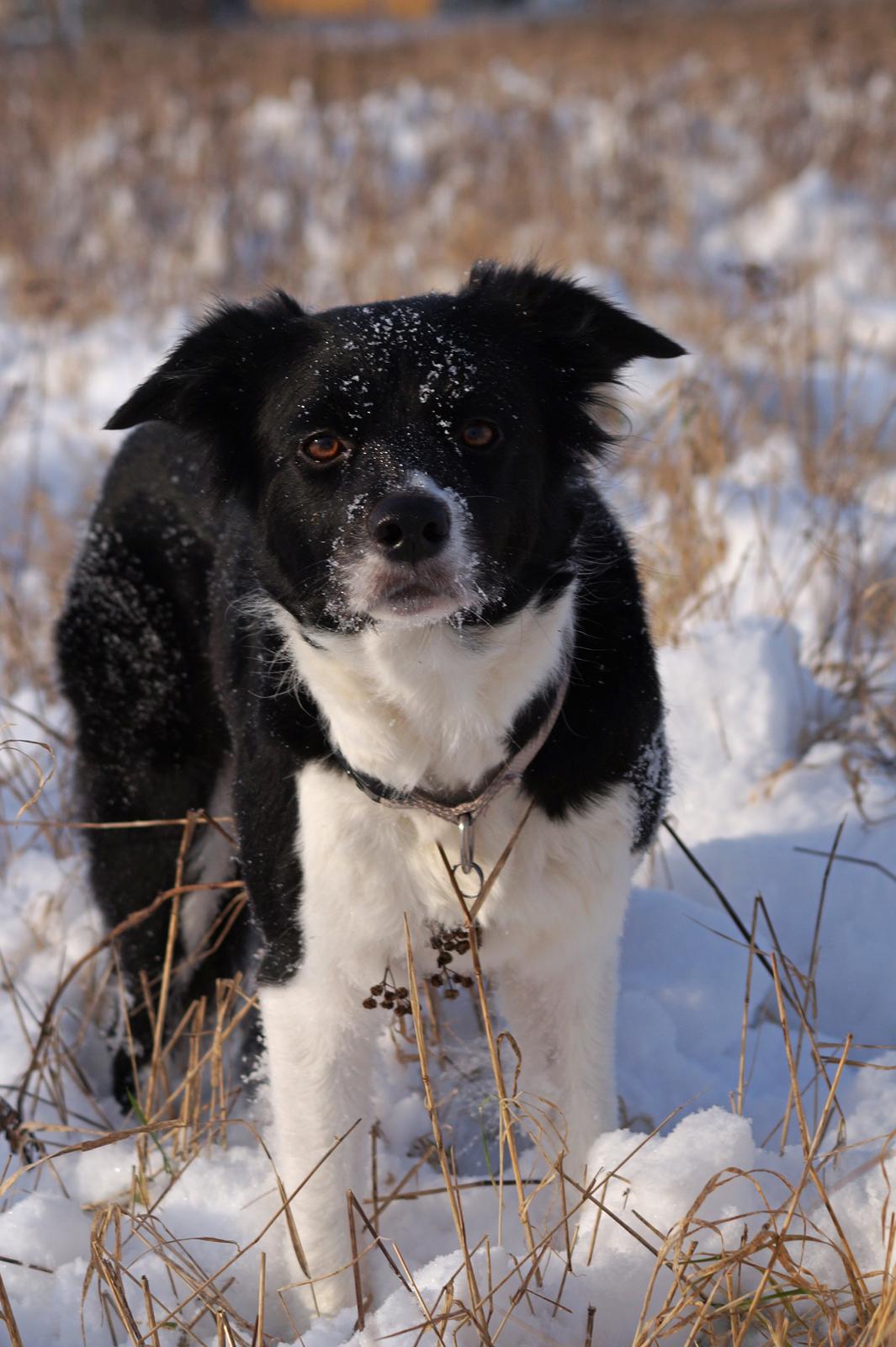 Border collie RBM RØM HTMF FS3 NW1 Danielssons Skyline Cassi billede 1