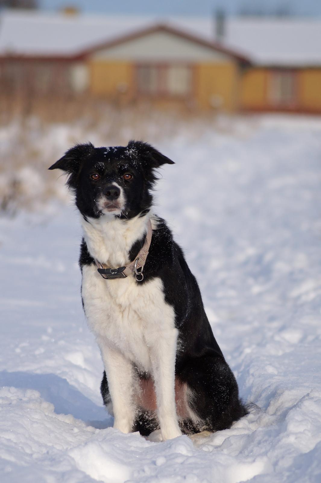 Border collie RBM RØM HTMF FS3 NW1 Danielssons Skyline Cassi billede 18