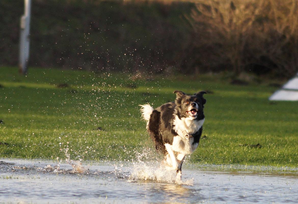 Border collie RBM RØM HTMF FS3 NW1 Danielssons Skyline Cassi billede 19