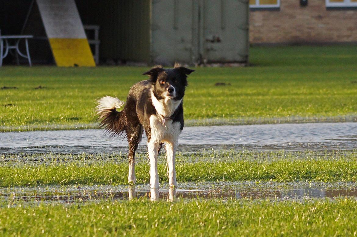 Border collie RBM RØM HTMF FS3 NW1 Danielssons Skyline Cassi billede 21