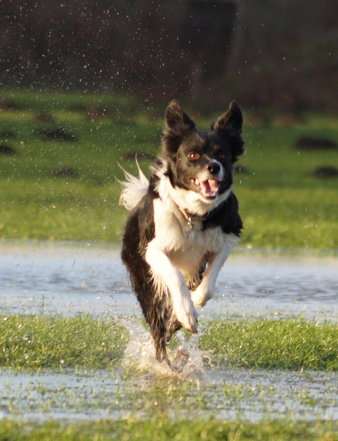 Border collie RBM RØM HTMF FS3 NW1 Danielssons Skyline Cassi billede 20