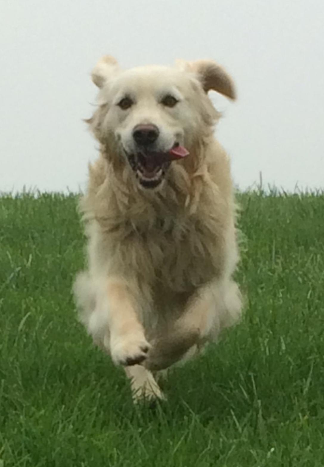 Golden retriever Baloo billede 1