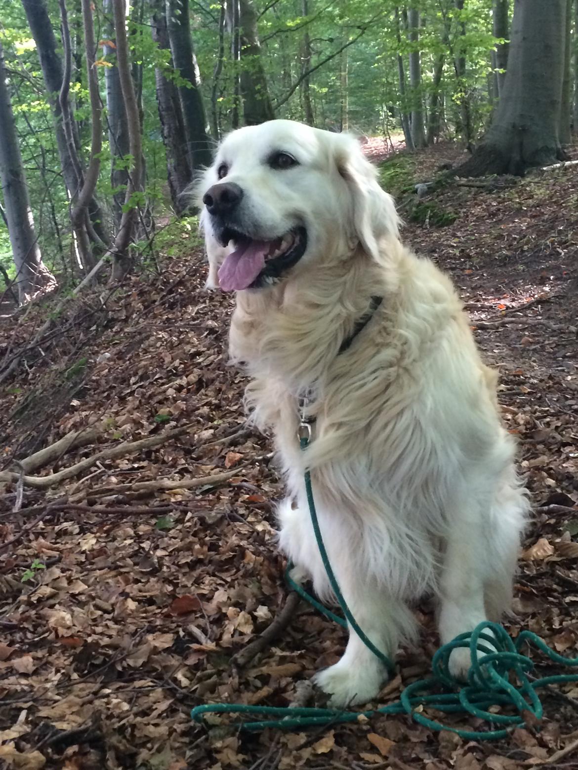 Golden retriever Baloo billede 24