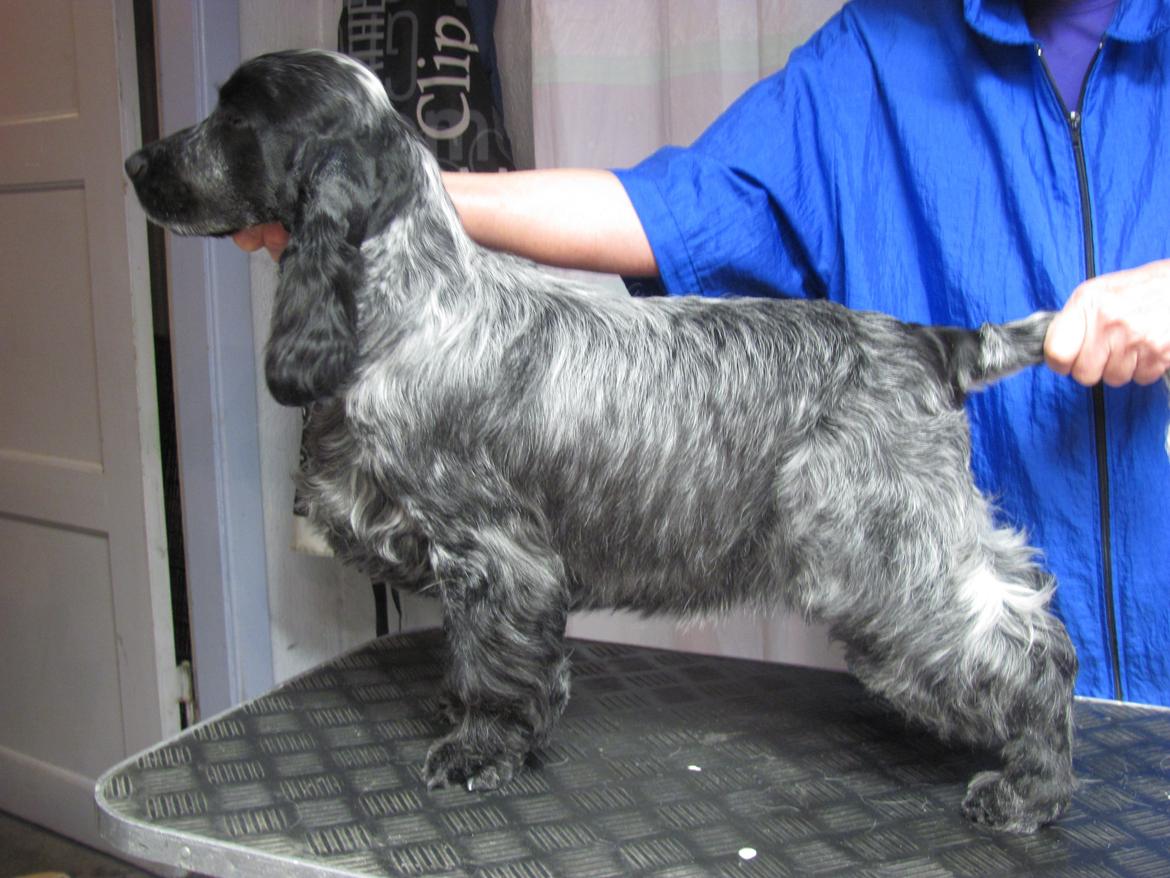 Cocker spaniel Sky - Sky næsten 6 mdr billede 15