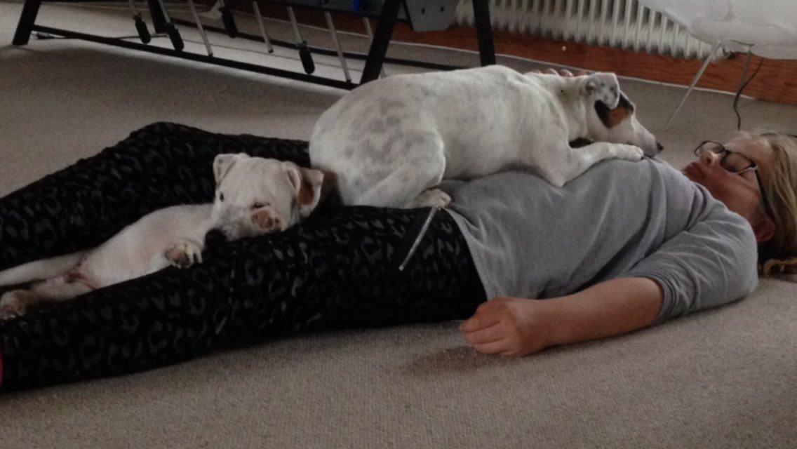 Jack russell terrier Teo billede 8