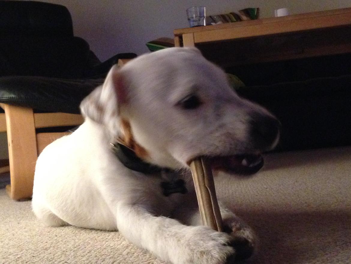 Jack russell terrier Teo billede 11