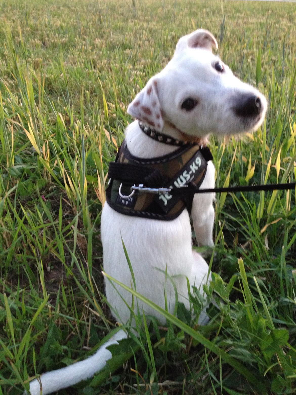 Jack russell terrier Teo billede 13