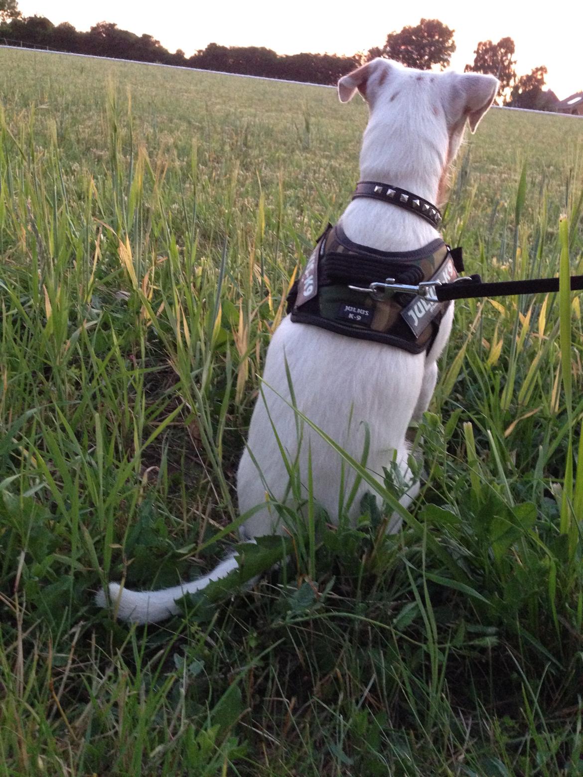 Jack russell terrier Teo billede 14
