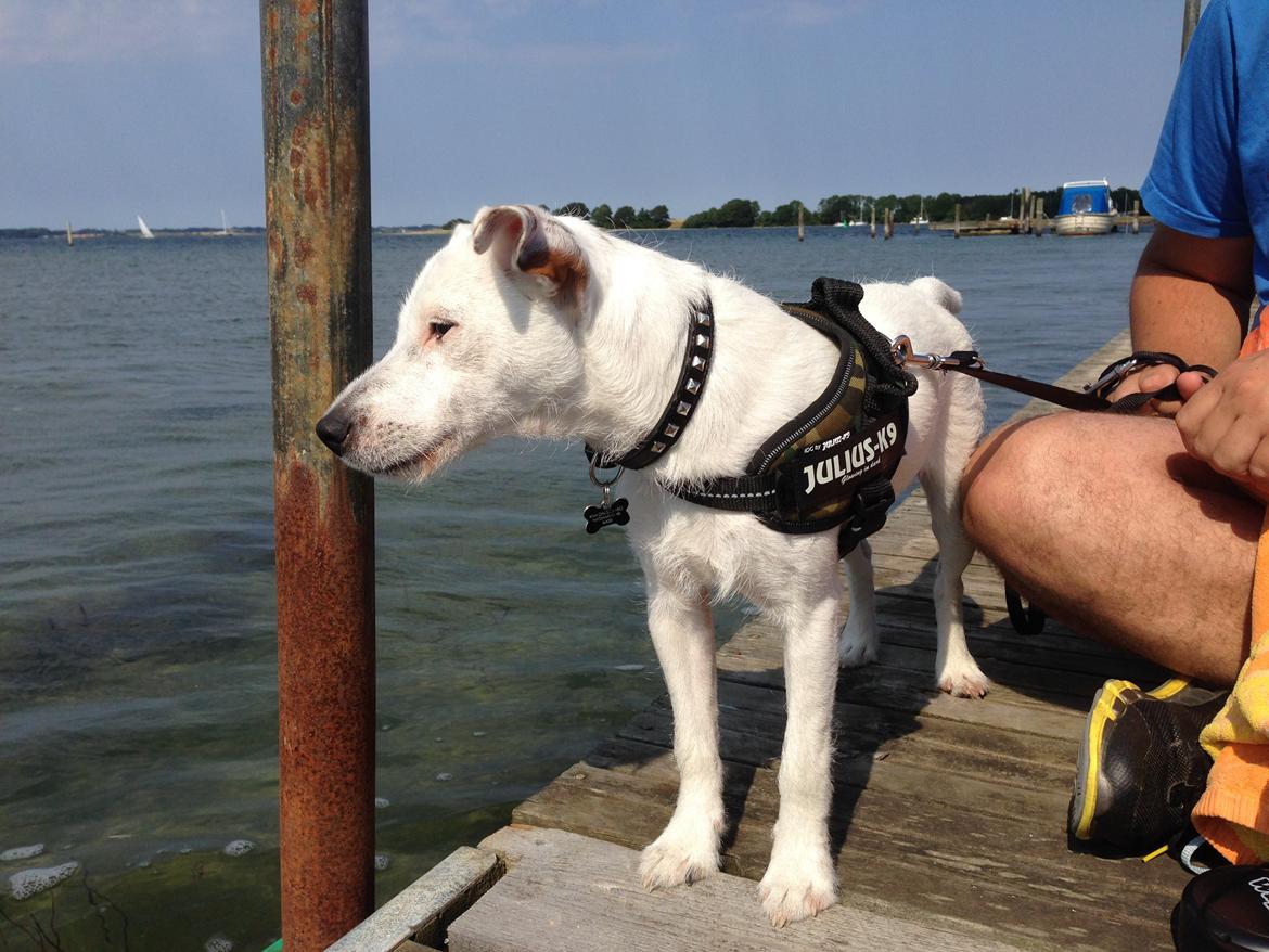 Jack russell terrier Teo billede 15