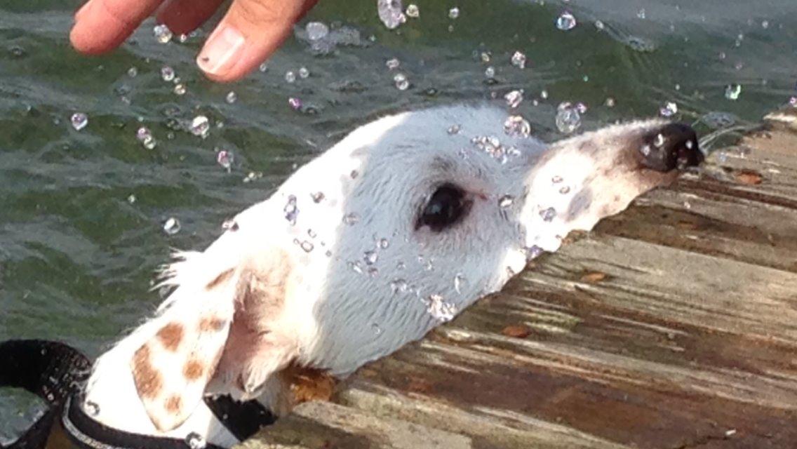 Jack russell terrier Teo billede 17