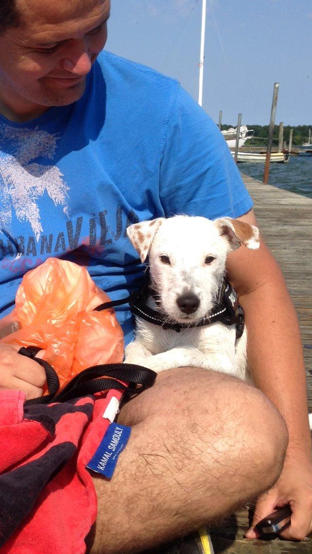 Jack russell terrier Teo billede 19