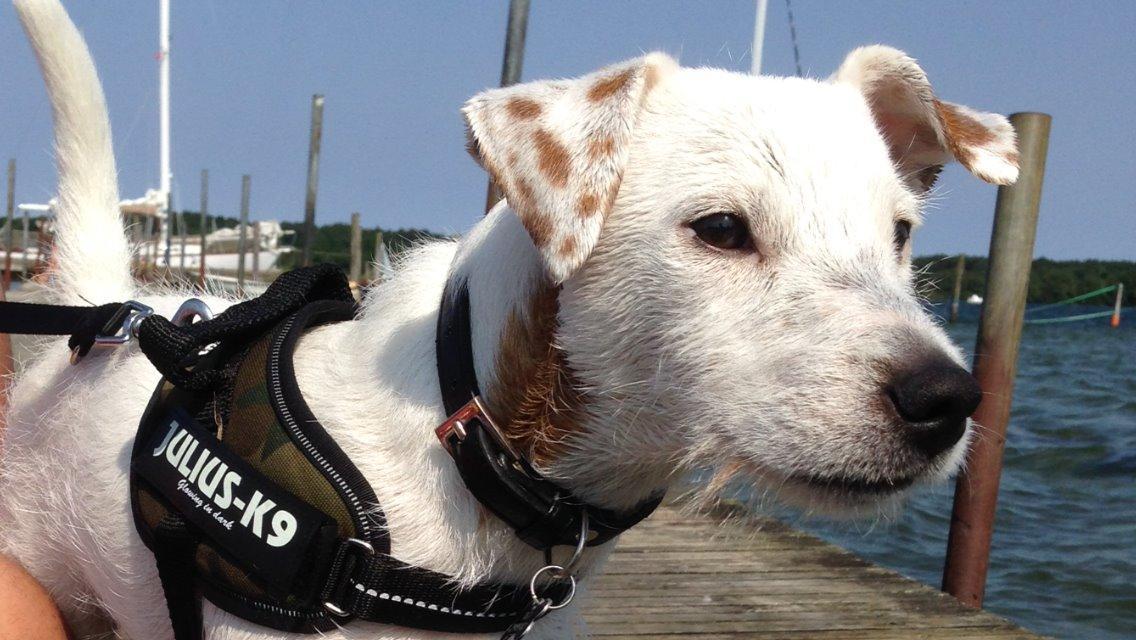Jack russell terrier Teo billede 1