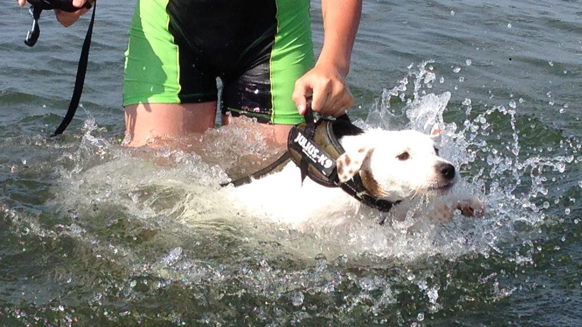 Jack russell terrier Teo billede 20