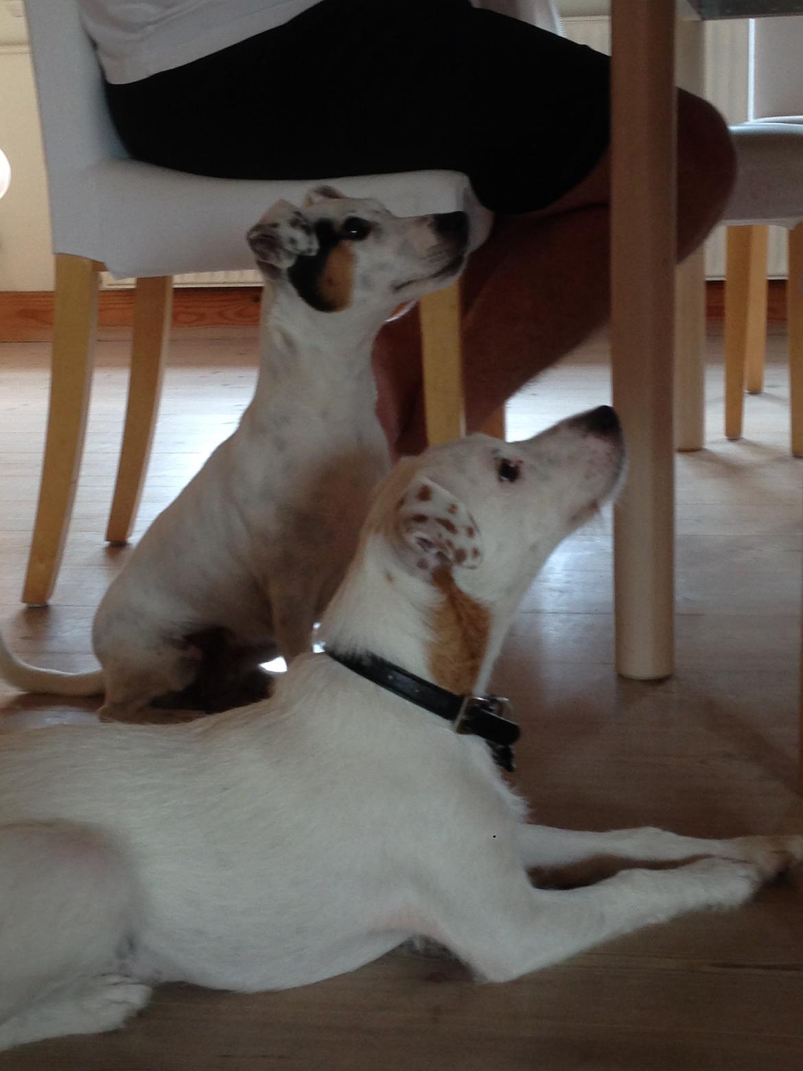 Jack russell terrier Teo billede 21