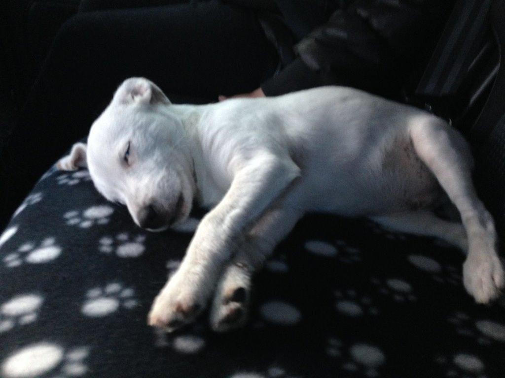 Jack russell terrier Teo billede 22