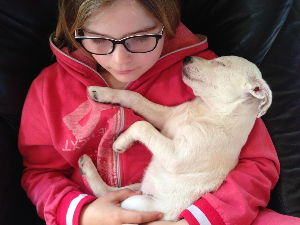 Jack russell terrier Teo billede 23