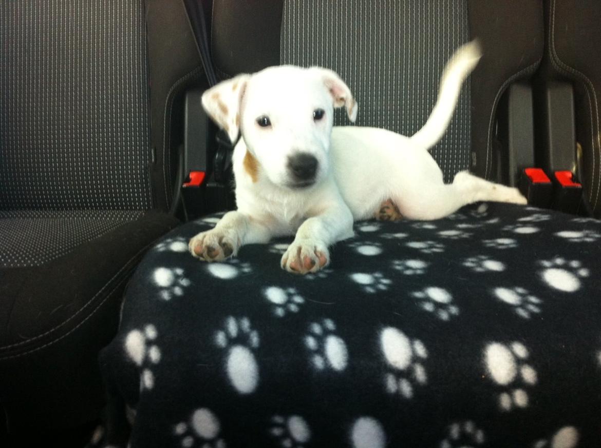 Jack russell terrier Teo billede 24