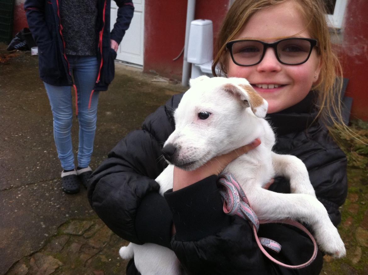 Jack russell terrier Teo billede 25