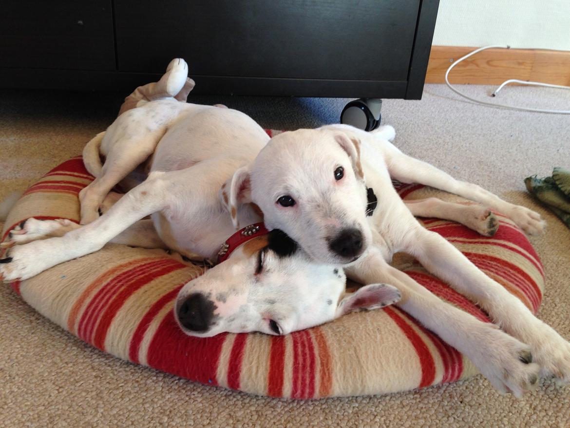 Jack russell terrier Teo billede 26