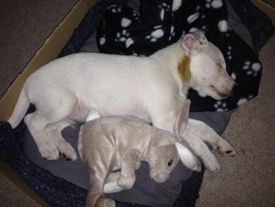 Jack russell terrier Teo billede 27