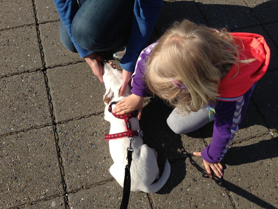 Jack russell terrier Teo billede 6